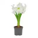 Bild 3 von GARDENLINE Amaryllis im Kulturtopf