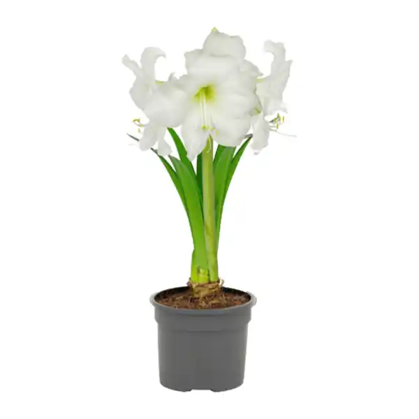 Bild 3 von GARDENLINE Amaryllis im Kulturtopf