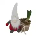 Bild 2 von GARDENLINE Hyazinthe