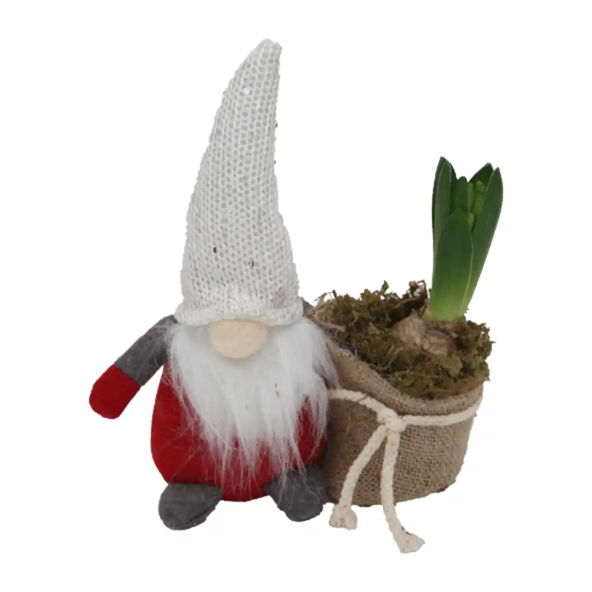 Bild 2 von GARDENLINE Hyazinthe