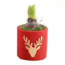 Bild 4 von GARDENLINE Hyazinthe in Weihnachtskeramik