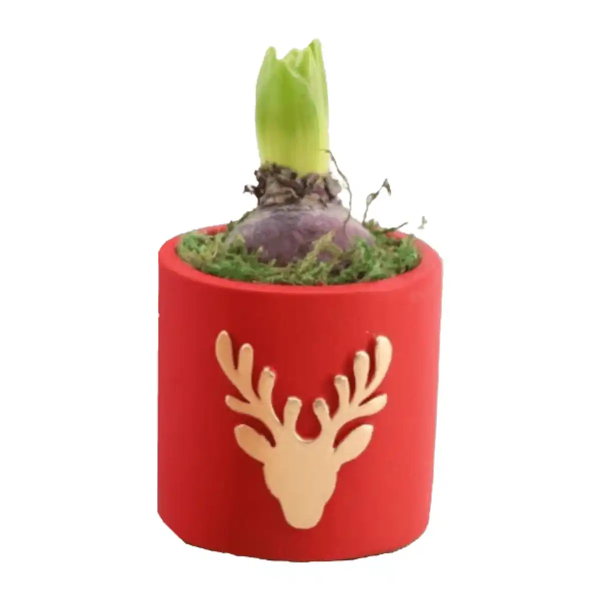 Bild 4 von GARDENLINE Hyazinthe in Weihnachtskeramik