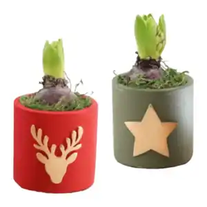 GARDENLINE Hyazinthe in Weihnachtskeramik