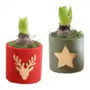 Bild 1 von GARDENLINE Hyazinthe in Weihnachtskeramik