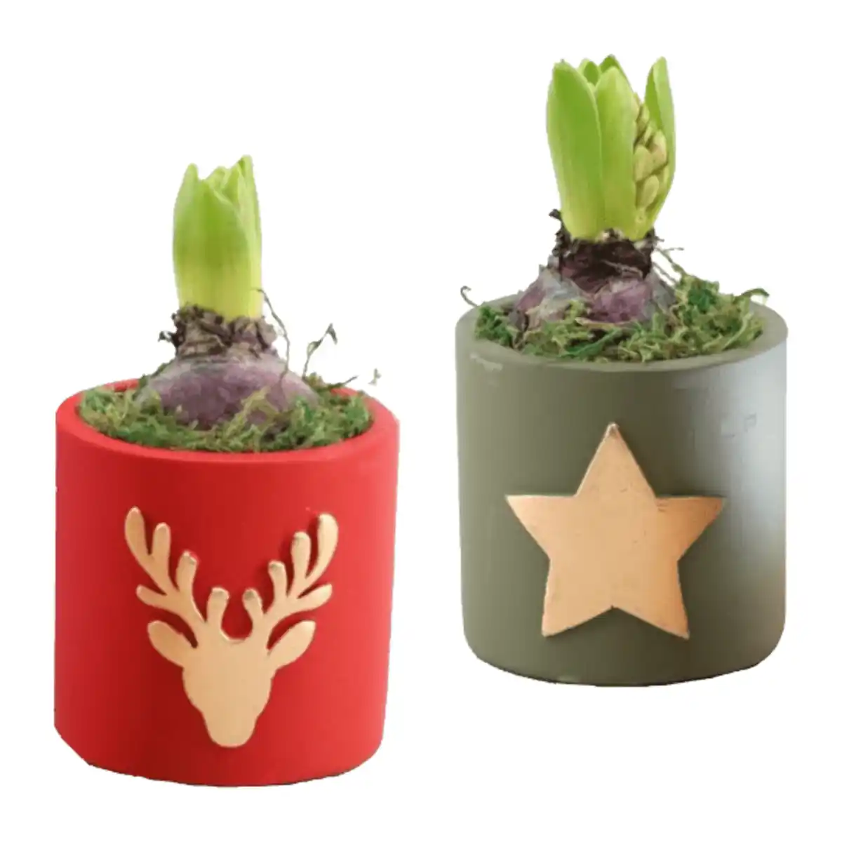 Bild 1 von GARDENLINE Hyazinthe in Weihnachtskeramik