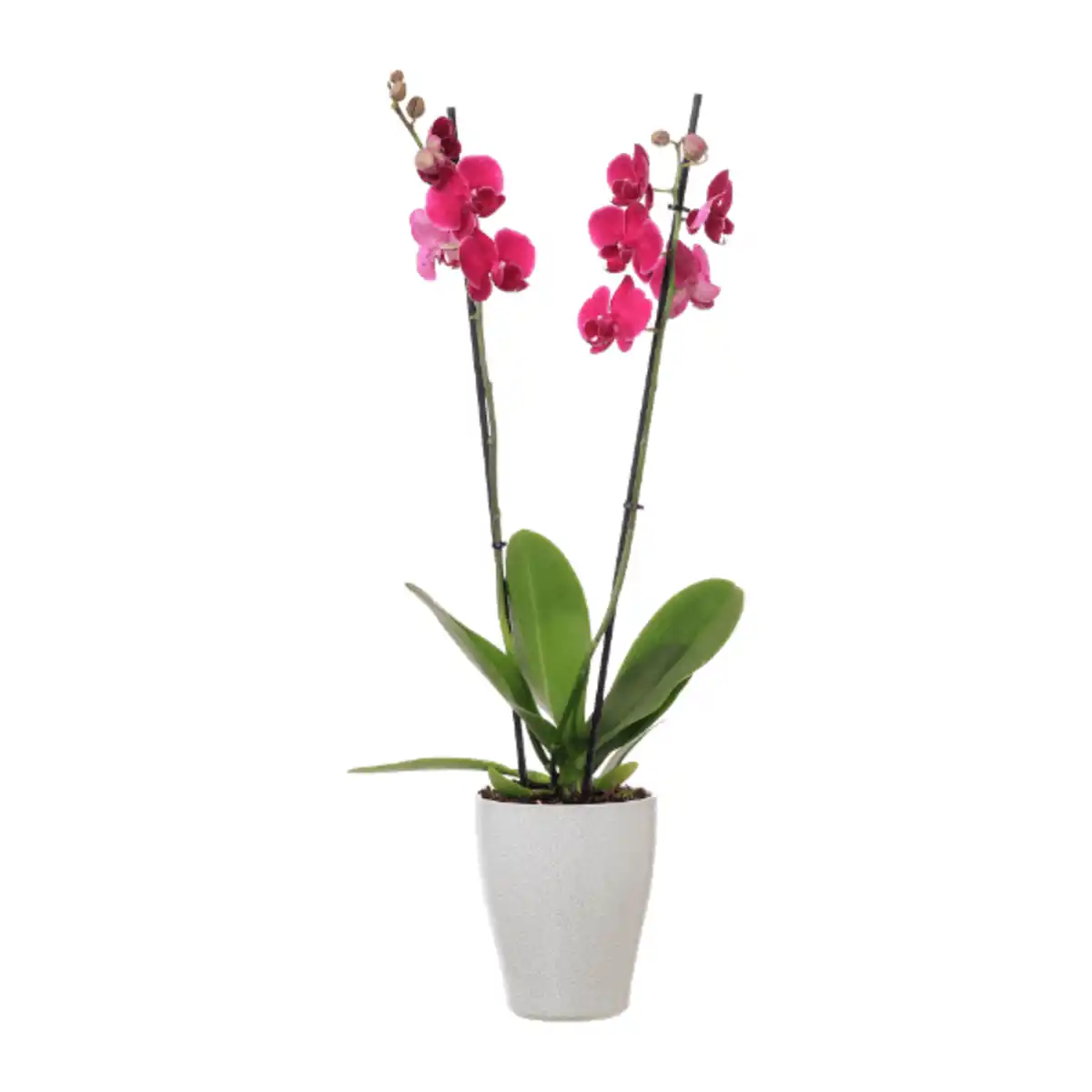 Bild 4 von GARDENLINE Phalaenopsis