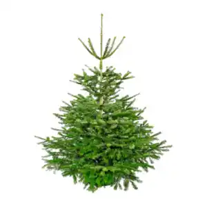 GARDENLINE Große Nordmanntanne