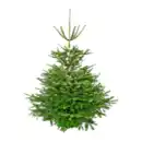 Bild 1 von GARDENLINE Große Nordmanntanne