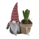 Bild 3 von GARDENLINE Hyazinthe