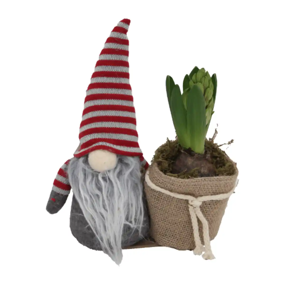 Bild 3 von GARDENLINE Hyazinthe