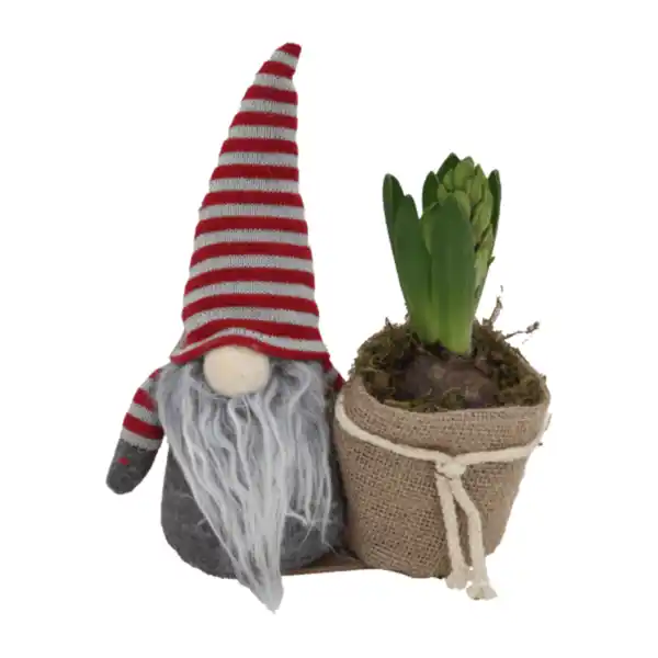 Bild 3 von GARDENLINE Hyazinthe