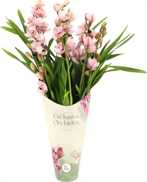 Bild 1 von Kahnorchidee Cymbidium 12 cm Topf inkl. Topfcover