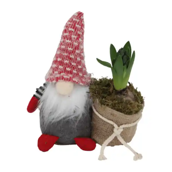 Bild 4 von GARDENLINE Hyazinthe