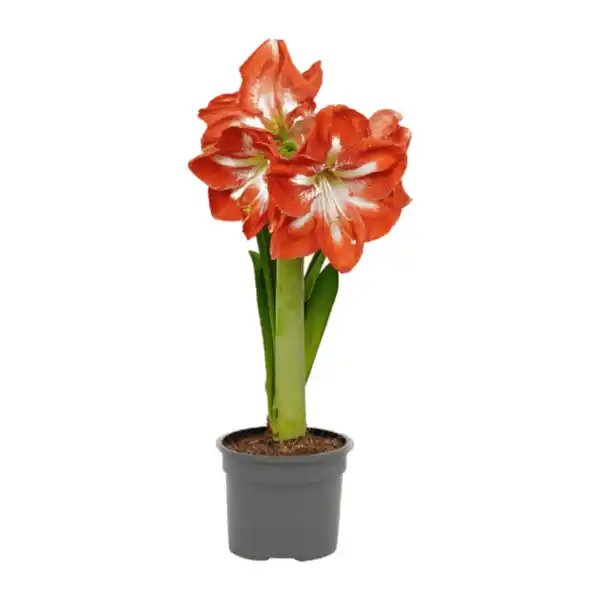 Bild 4 von GARDENLINE Amaryllis im Kulturtopf
