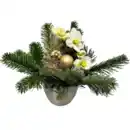 Bild 1 von Christrose