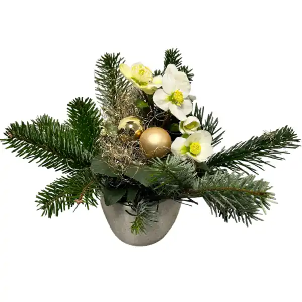 Bild 1 von Christrose