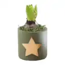 Bild 2 von GARDENLINE Hyazinthe in Weihnachtskeramik