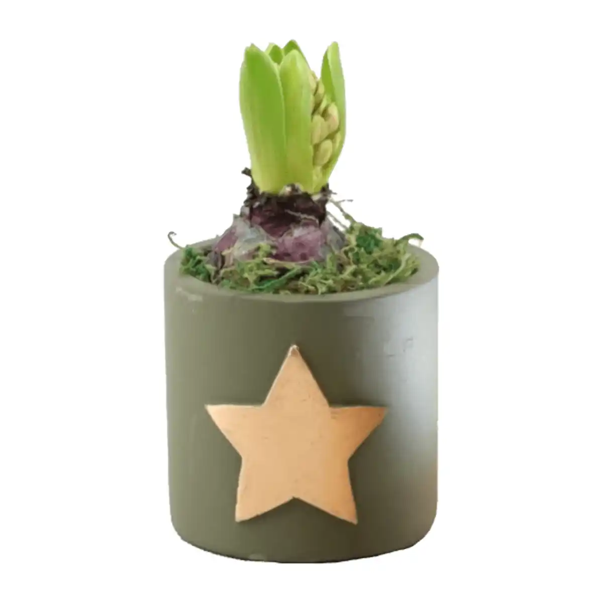 Bild 2 von GARDENLINE Hyazinthe in Weihnachtskeramik