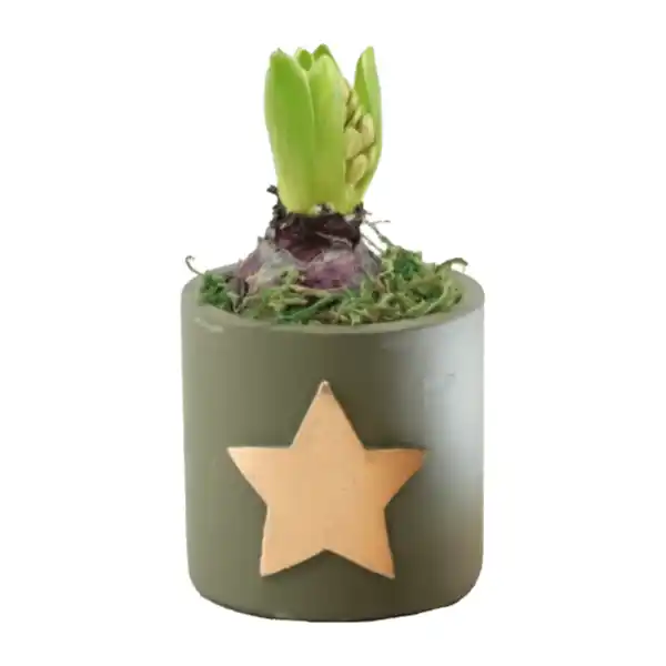 Bild 2 von GARDENLINE Hyazinthe in Weihnachtskeramik