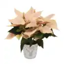 Bild 3 von GARDENLINE Weihnachtsstern