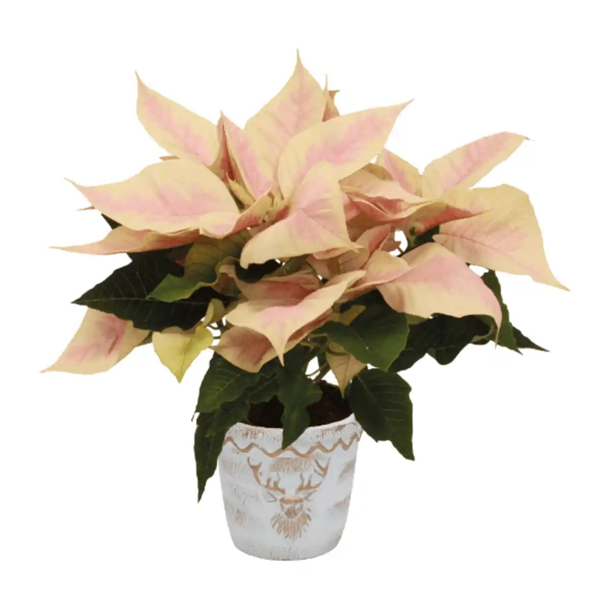 Bild 3 von GARDENLINE Weihnachtsstern