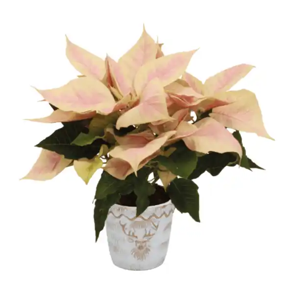 Bild 3 von GARDENLINE Weihnachtsstern