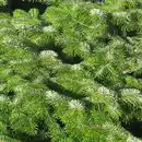 Bild 3 von Weihnachtsbaum Echte Nordmanntanne 150 - 175 cm hoch gesägt