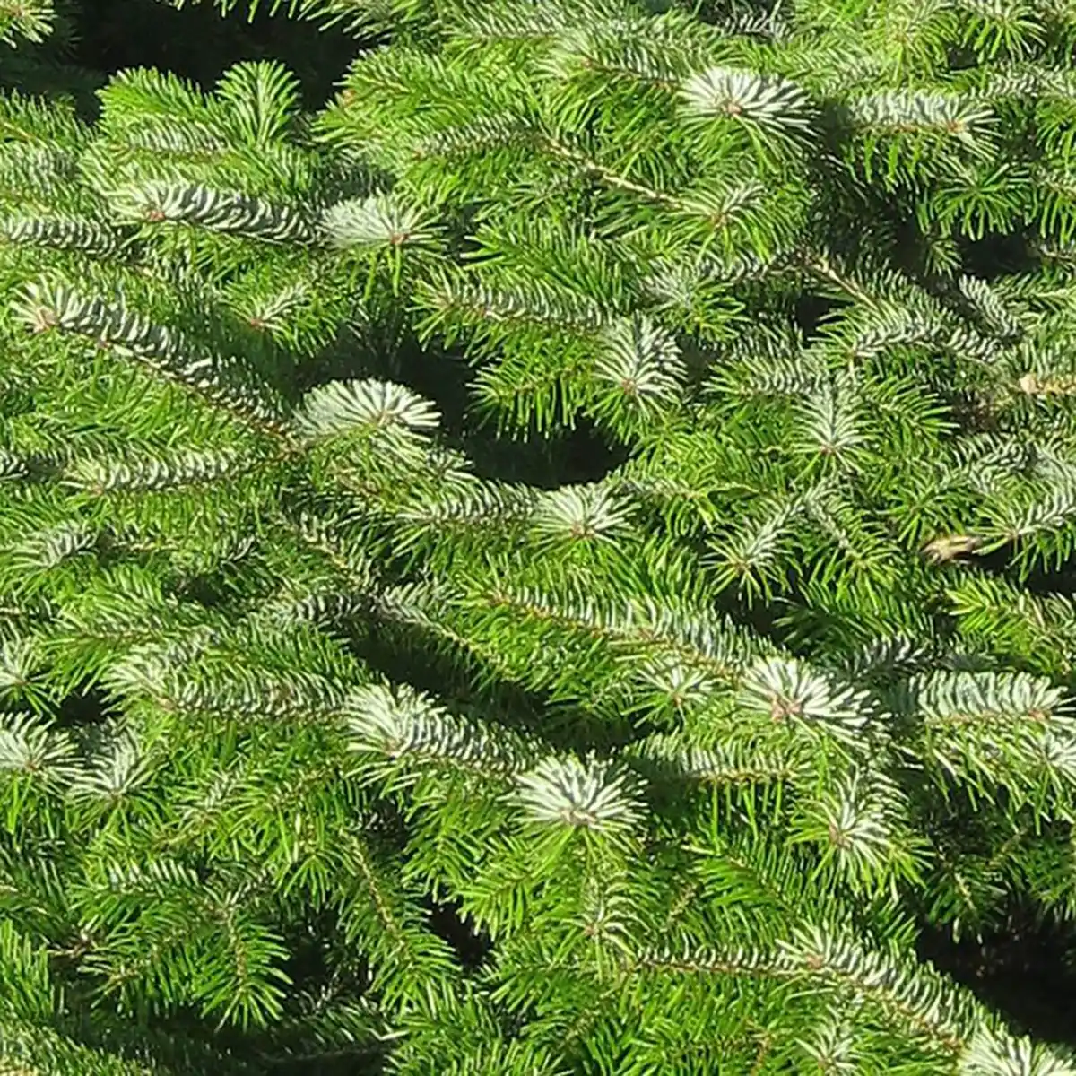 Bild 3 von Weihnachtsbaum Echte Nordmanntanne 150 - 175 cm hoch gesägt