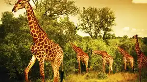 Südafrika - Safariabenteuer in Südafrika & eSwatini - Rundreise - 14 Tage