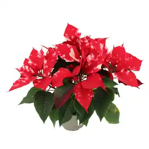 GROW by OBI Weihnachtsstern "Fantasy Star" Orange-Weiß Topf-Ø 13 cm Euphorbia