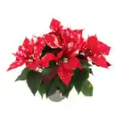 Bild 1 von GROW by OBI Weihnachtsstern "Fantasy Star" Orange-Weiß Topf-Ø 13 cm Euphorbia