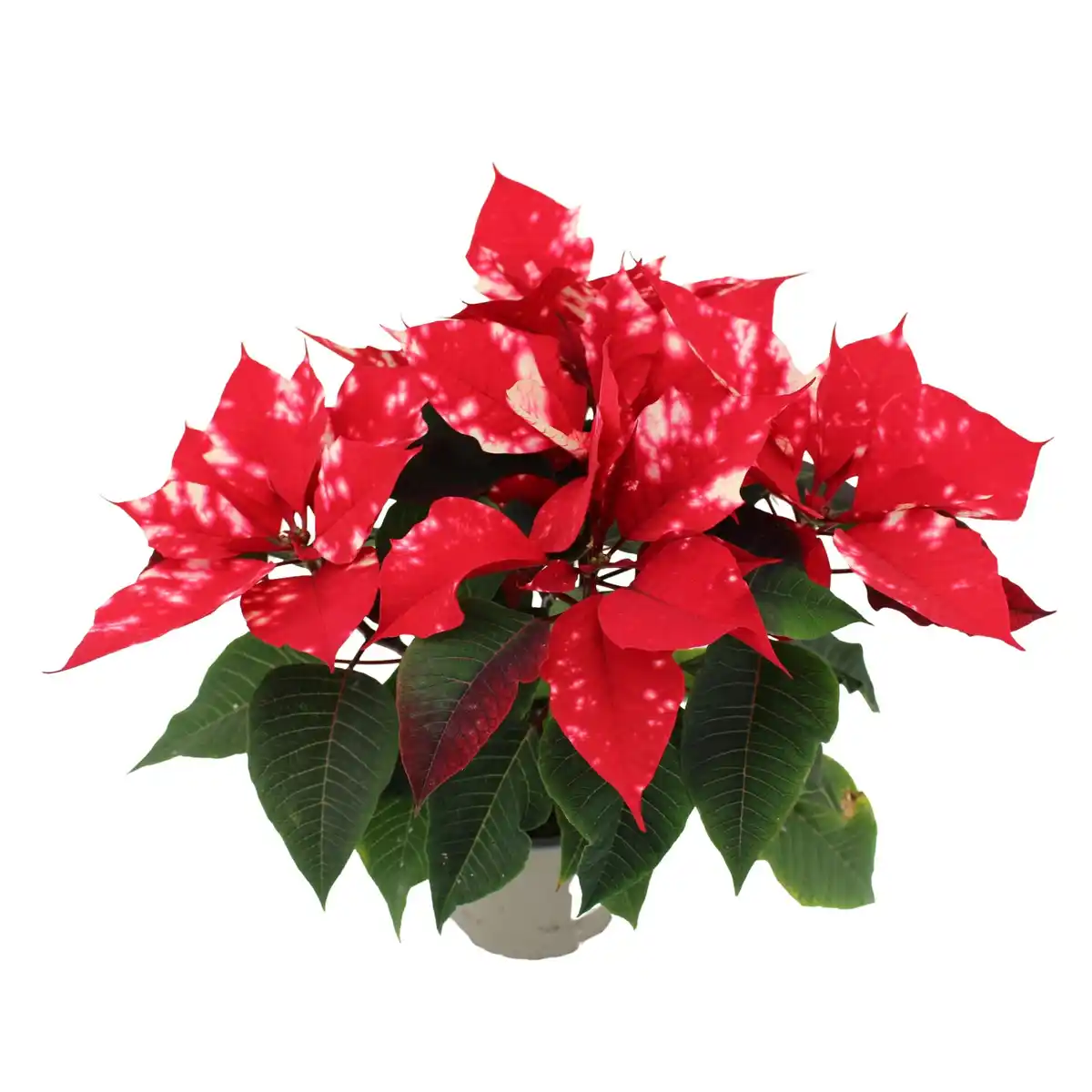 Bild 1 von GROW by OBI Weihnachtsstern "Fantasy Star" Orange-Weiß Topf-Ø 13 cm Euphorbia