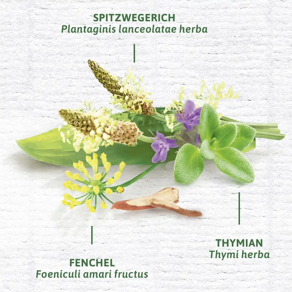 Bild 4 von Bad Heilbrunner Bio Husten- & Bronchial Tee, 24 g