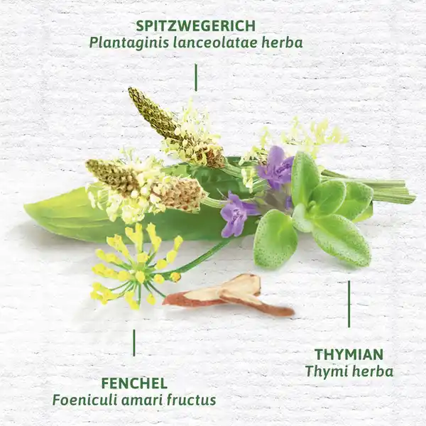 Bild 4 von Bad Heilbrunner Bio Husten- & Bronchial Tee, 24 g