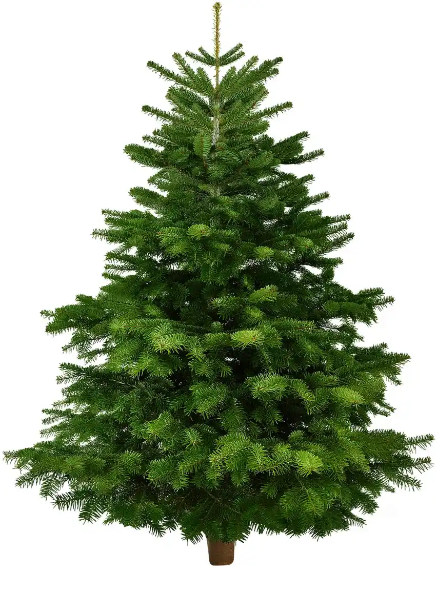 Bild 1 von Nordmanntanne