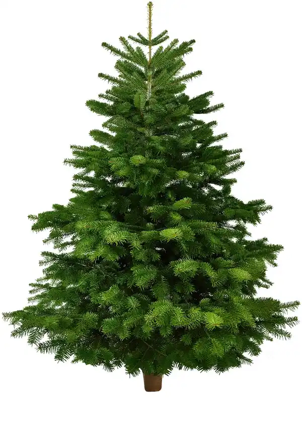 Bild 1 von Nordmanntanne