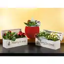 Bild 1 von Weihnachtliches Arrangement