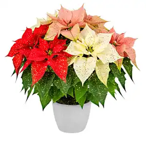 Weihnachtsstern oder Zauberstern Trio