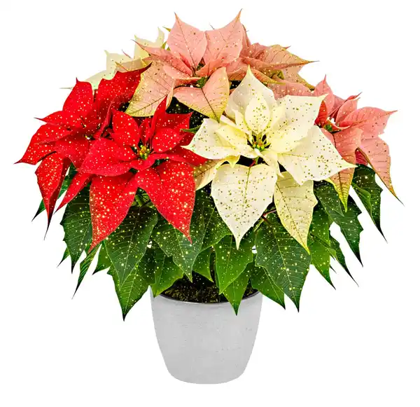 Bild 1 von Weihnachtsstern oder Zauberstern Trio