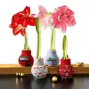 Bild 1 von Amaryllis in der Socke