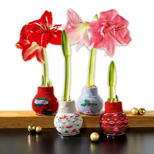Bild 1 von Amaryllis in der Socke