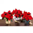 Bild 1 von Weihnachtsstern