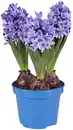 Bild 2 von Hyazinthe