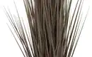 Bild 4 von Grasbüschel getopft