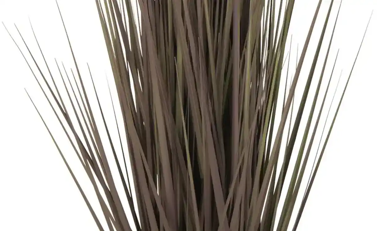 Bild 4 von Grasbüschel getopft
