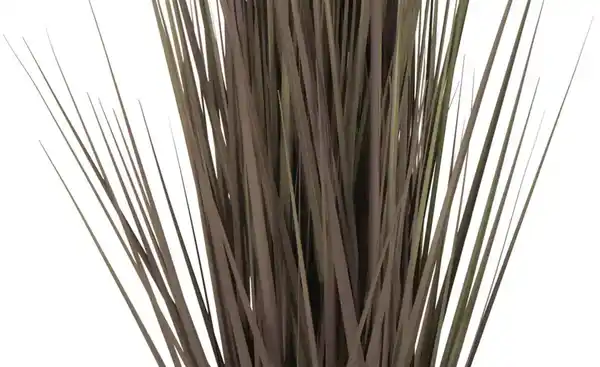 Bild 4 von Grasbüschel getopft