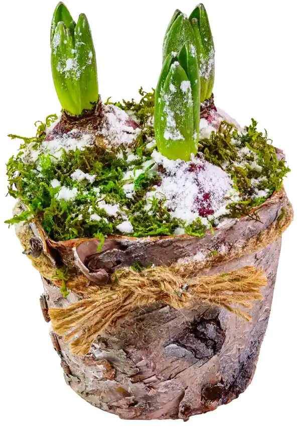 Bild 1 von Hyazinthe