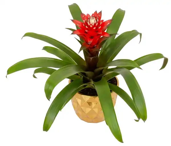 Bild 1 von Zimmerpflanze