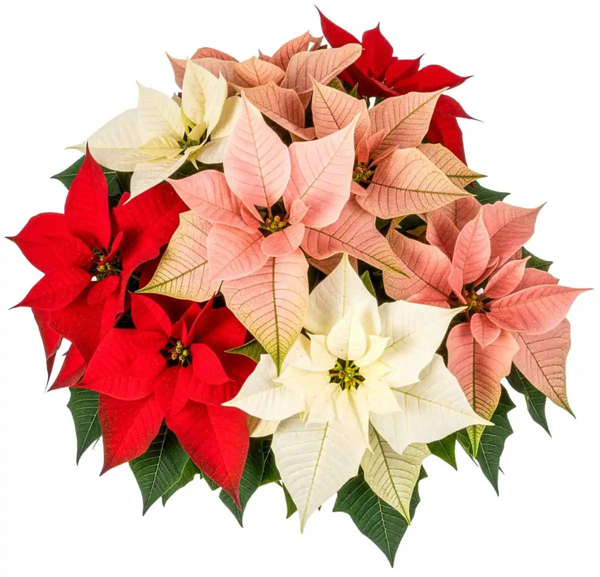 Bild 2 von Weihnachtsstern oder Zauberstern Trio