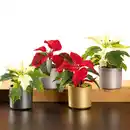 Bild 1 von Mini-Weihnachtsstern